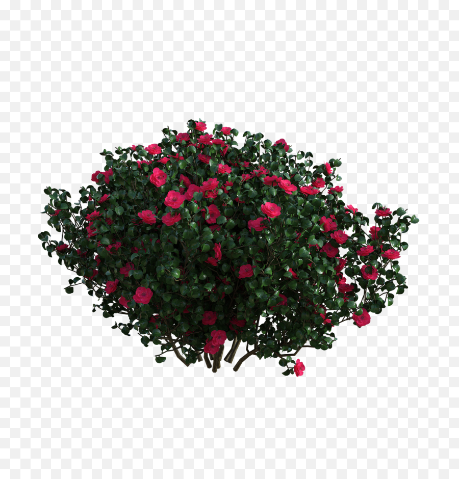 Flowers Bush Red - Free Image On Pixabay Flower Bush Png,Red Flowers Png