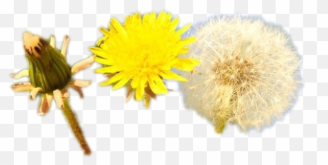 Dandelion Png Pic Background Play