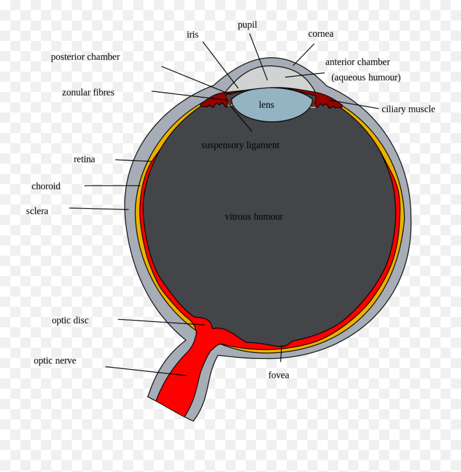 Schematic Diagram Of The Human Eye - Annotated Diagram Of The Human Eye Png,Human Eyes Png