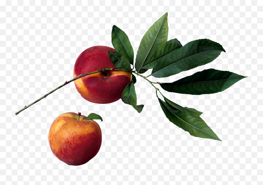 Download Fruit In Tree Png Image - Peach Tree Png,Fruit Tree Png