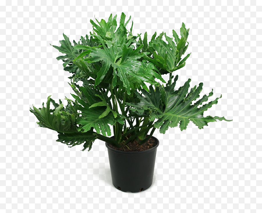 Download Philodendron Selloum Large - Philodendron Selloum Large Png,House Plant Png