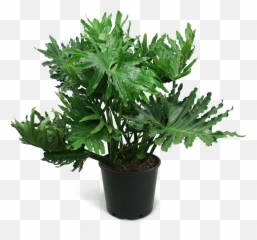 Download Philodendron Selloum Large - Philodendron Selloum Large Png,House Plant Png