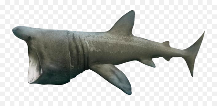 Basking Shark Full Size Png Download Seekpng - Requiem Shark,Shark Transparent Background