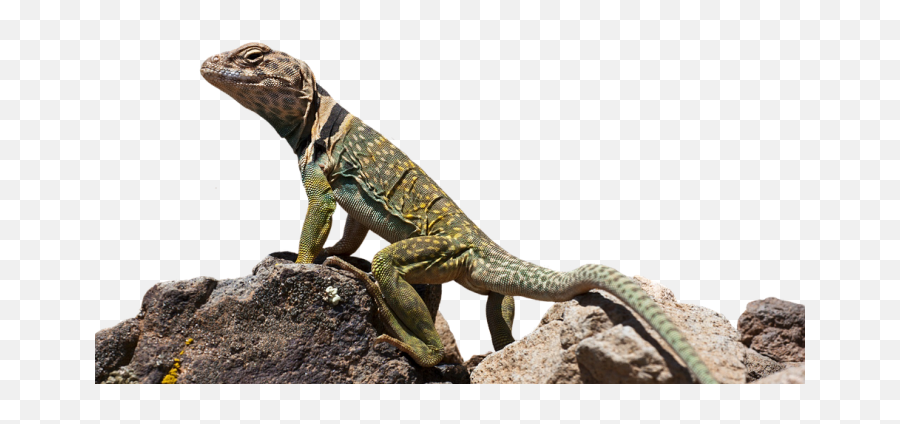 Collared Lizard Transparent Png Image - Lizard Png,Lizard Png