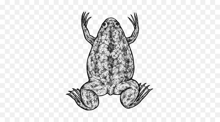 201606 03 Frog - Anaxyrus Png,Frog Png