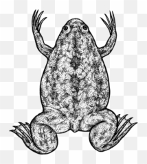 201606 03 Frog - Anaxyrus Png,Frog Png