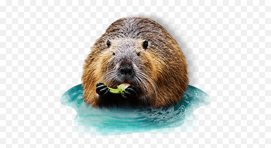 Eurasian Beaver - Varna Paša Coypu Png,Beaver Png