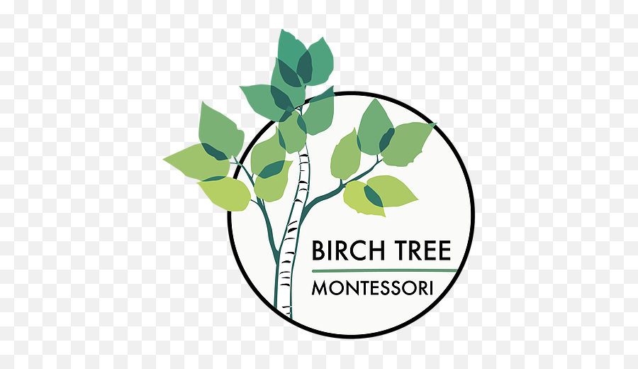 Montessori Birch Tree United States - Green Team Png,Birch Tree Png