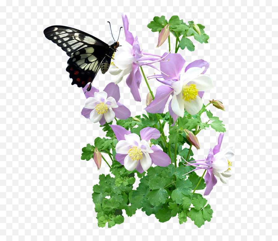 Butterfly Flowers Summer Max Pixel - Summer Flowers Clip Art Free Free Png,Pixel Flower Png