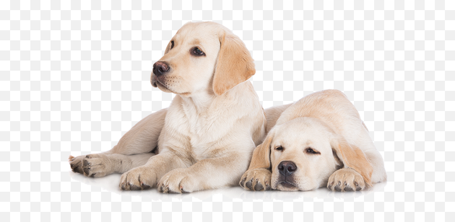 Dog Png Image Beautiful Dogs - Transparent Labrador Dog Puppy Png,Pets Png