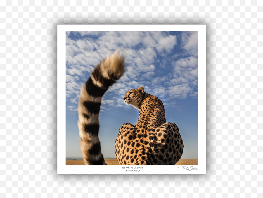 Tail Of The Cheetah - Pokemon And Real Life Animals Png,Cheetah Transparent