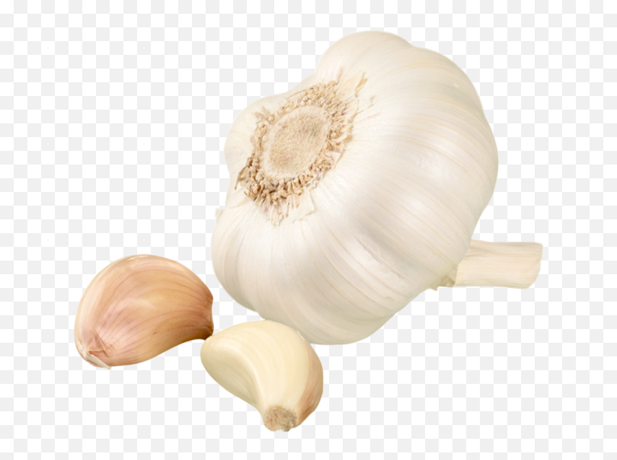 Jumbo Garlic 12 Lb - Elephant Garlic Png,Garlic Png