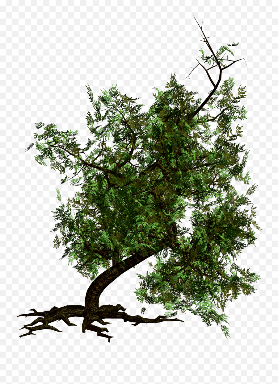 Download Free Png Tree Image - Dlpngcom Portable Network Graphics,Forest Tree Png