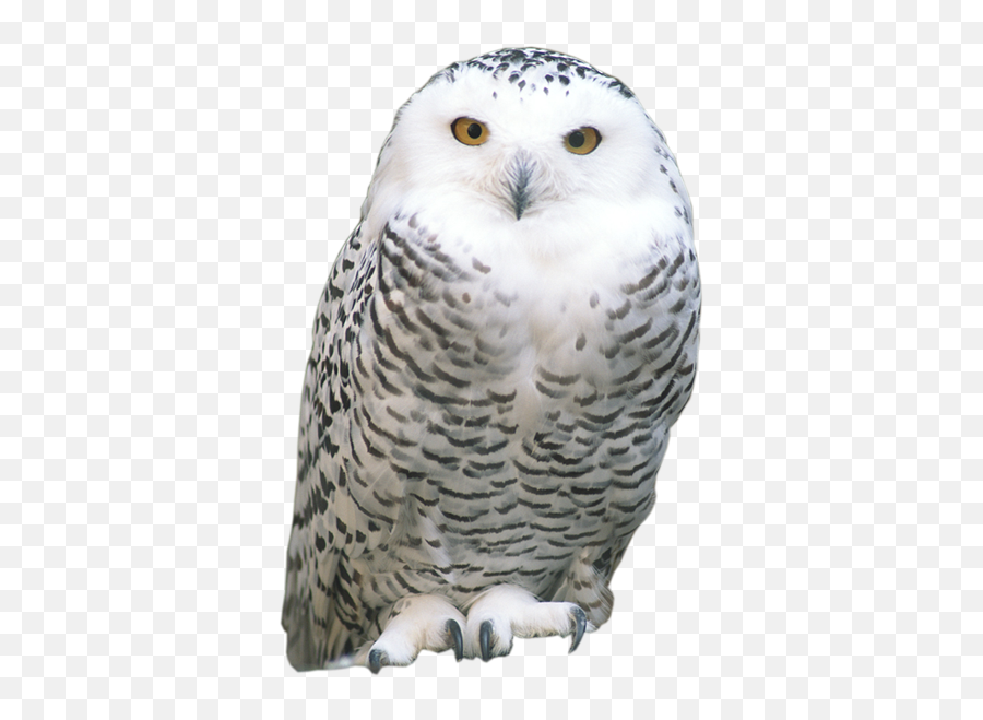 Collection Of Free Hedwig Drawing - Snowy Owl Png,Hedwig Png