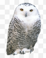 Collection Of Free Hedwig Drawing - Snowy Owl Png,Hedwig Png