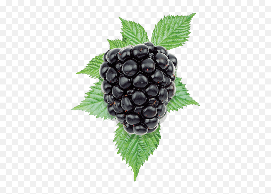 Blackberry Png - Blackberry,Blackberries Png