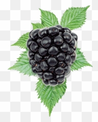 Blackberry Png - Blackberry,Blackberries Png