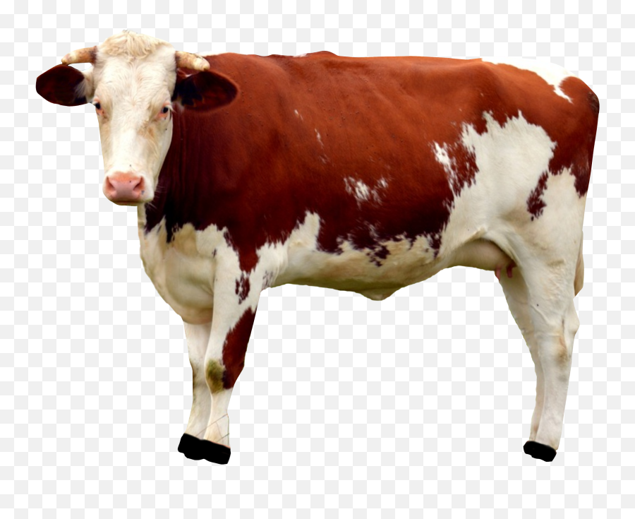 Cow Png Image Free Cows Picture - Transparent Background Cow Png,Cattle Png