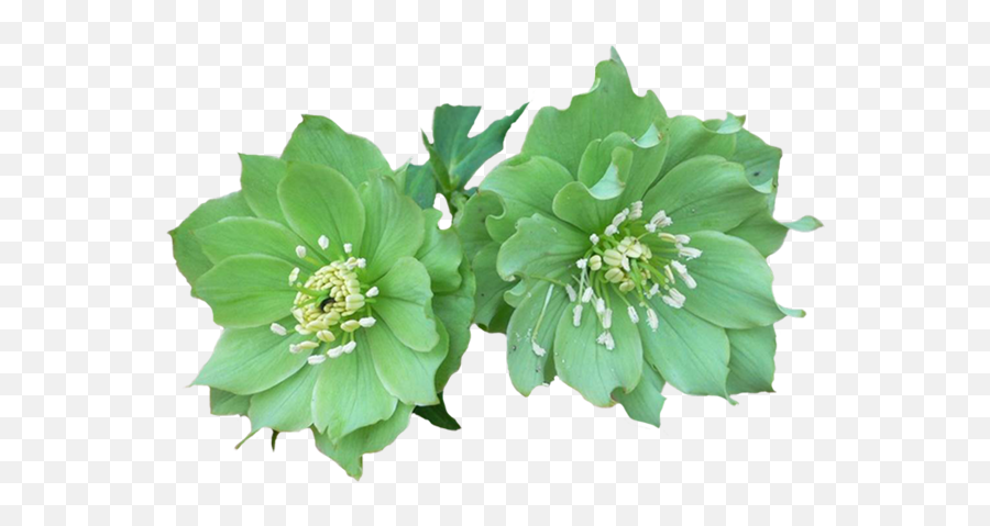 Green Flowers Png 3 Image - Stella Daily Freshness Green Fresh,Green Flower Png