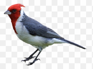 Library Of Realistic Bird Clip Art Download Side Png - Bird Woodpecker Png,Woodpecker Png