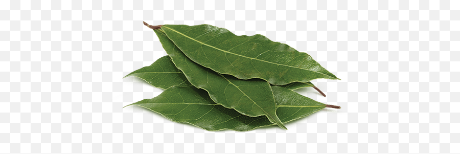 Curry Leaves Botanica - Malabathrum Png,Holly Leaves Png
