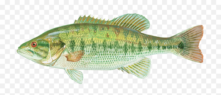 Spotted Bass - Minnows And Carps Png,Largemouth Bass Png