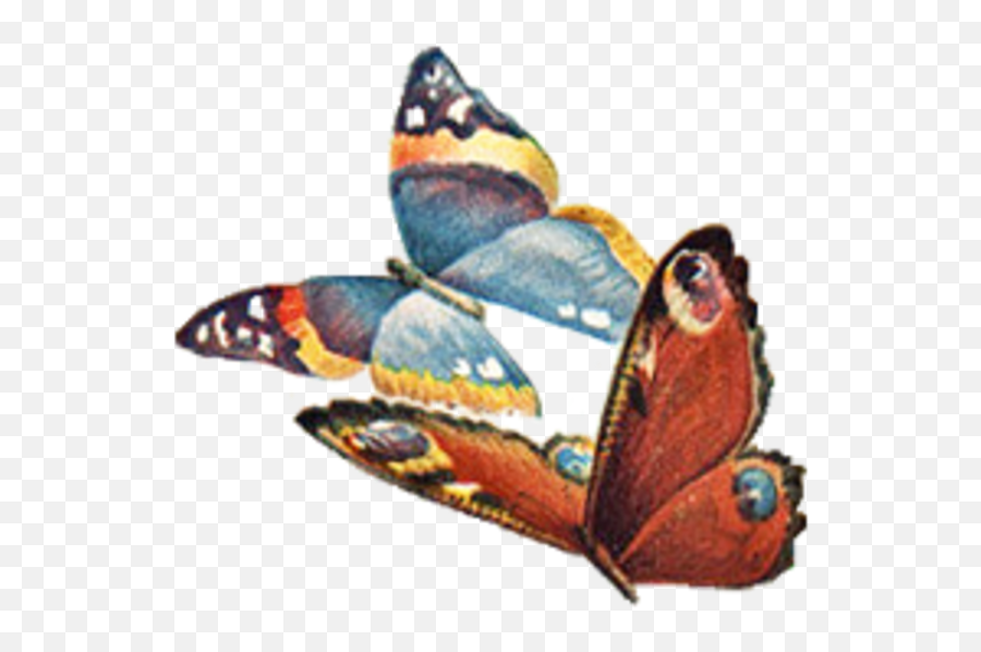 Vintage Butterfly No Back Facing Right Free Images - Butterfly Png Vintage Png Aesthetic,Png Butterfly