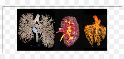 Examples Of Tree - Like Fractal Anatomic Systems From Fractals In Neuroscience Png,Fractal Png