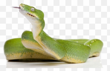 Green Snake Png Clipart - Green Tree Python Png,Snake Clipart Png