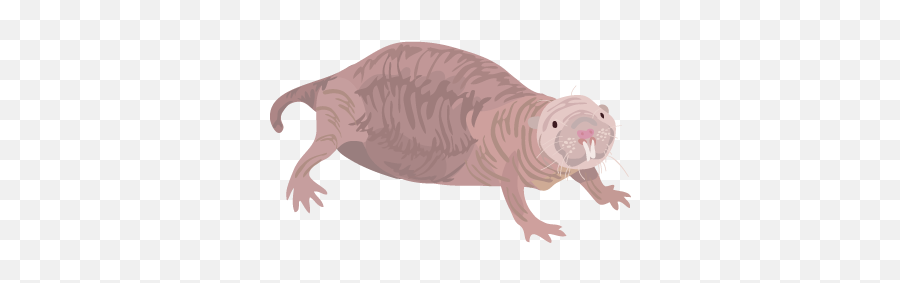 File201410 Heterocephalus Glaberpng - Wikimedia Commons Cute Naked Molerat Transparent,Mole Icon