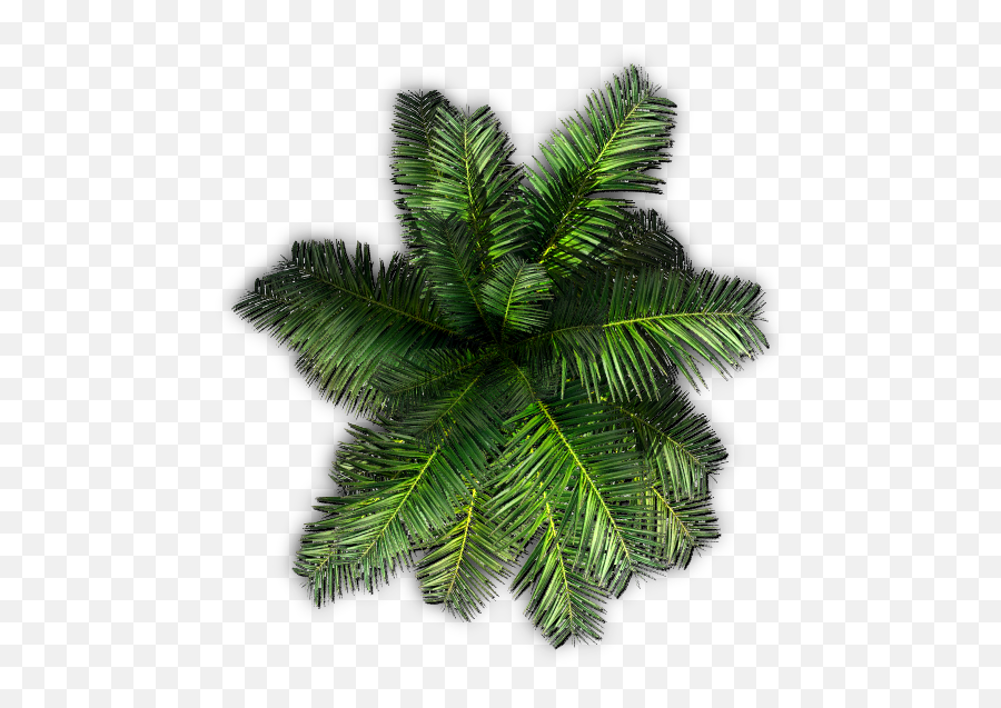 Download Hd 532k Small Palm Jcd G 06 Feb 2009 - Palm Tree Coconut Tree Top Png,Tree Top View Png