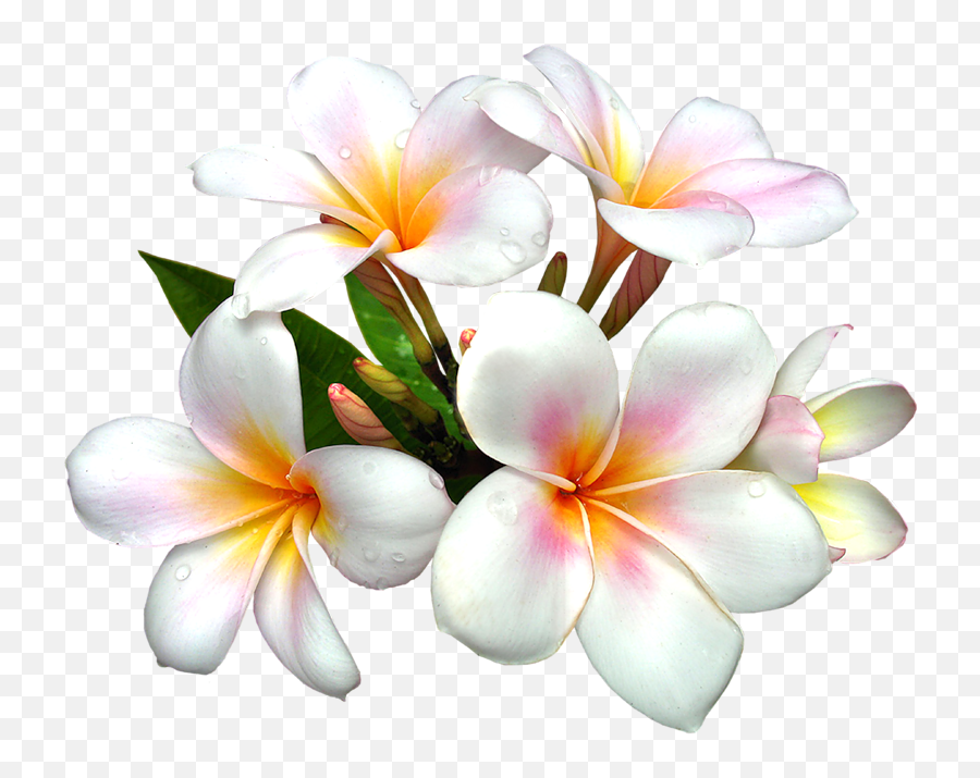 Pin Png Hawaiian Flowers