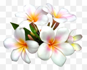 Pin Png