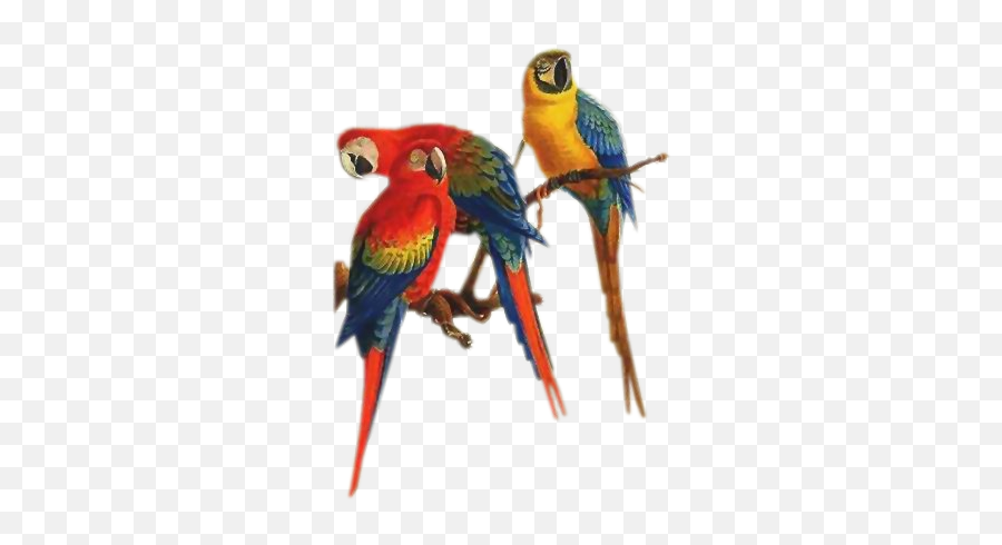 Download Free Png Parrots - Passaros Png,Parrot Png