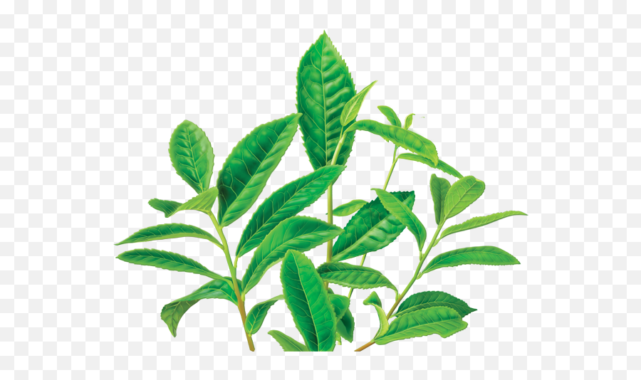 Download Green Tea Png Image 1 - Free Transparent Png Images Earl Grey Tea Plants,Tea Png