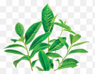 Download Green Tea Png Image 1 - Free Transparent Png Images Earl Grey Tea Plants,Tea Png