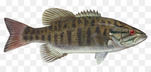 Ontario Fly In Fishing With Kashabowie Outposts - Smallmouth Bass Fish Png,Bass Fish Png