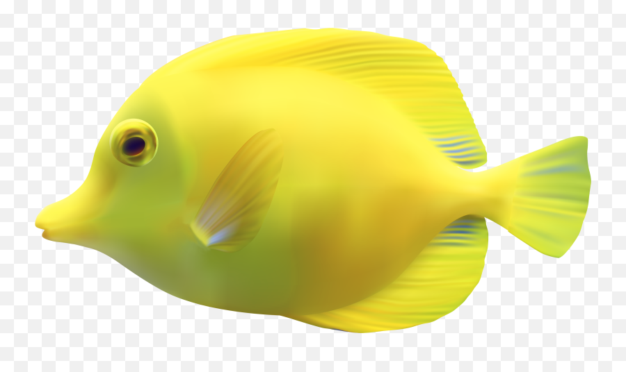 Fish Transparent Jpg Download Png Files - Tropical Fish Png,Fish Png Transparent