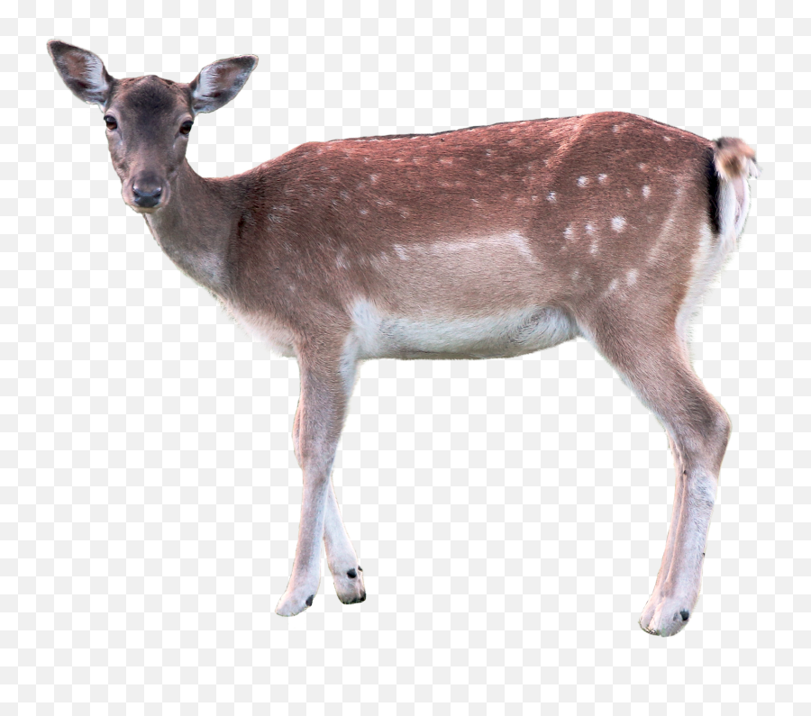 Download Deer Png Image For Free - Doe Png,Deer Png