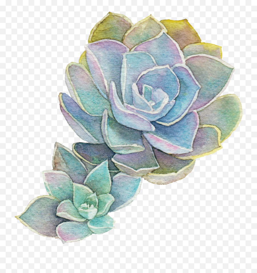 Download Natural Support For All Your - Succulent Transparent Background Png,Succulent Png