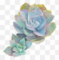 Download Natural Support For All Your - Succulent Transparent Background Png,Succulent Png