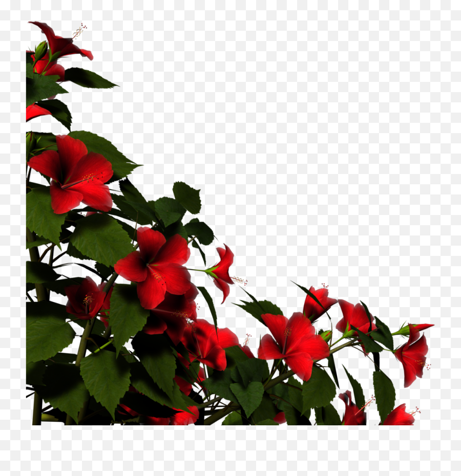 Overlay Render Red Flower Png And - Red Rose Bush Transparent,Red Flower Png