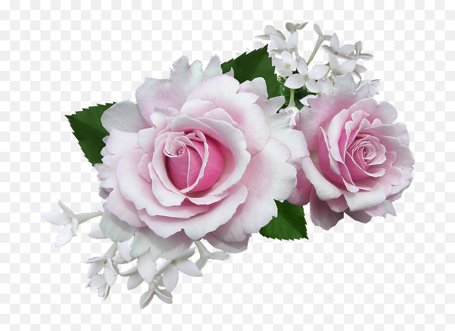 Rose Pink With - Free Photo On Pixabay Pink White Rose Png,White Roses Png