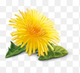 Yellow Dandelion Png Hd Mart - Png
