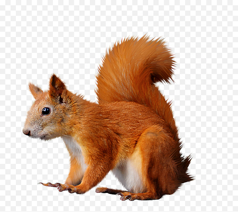 Squirrel Png Picture Web Icons - Clipart Squirrel,Squirrel Transparent Background