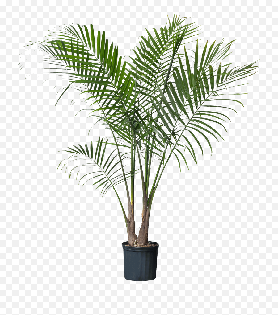 Download Palm Plant - Areca Palm Png,Palm Plant Png