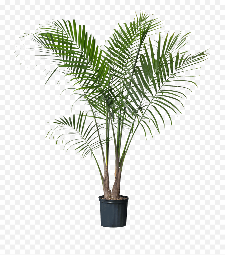 Download Palm Plant Areca Palm Png Palm Plant Png Free Transparent Png Images Pngaaa Com