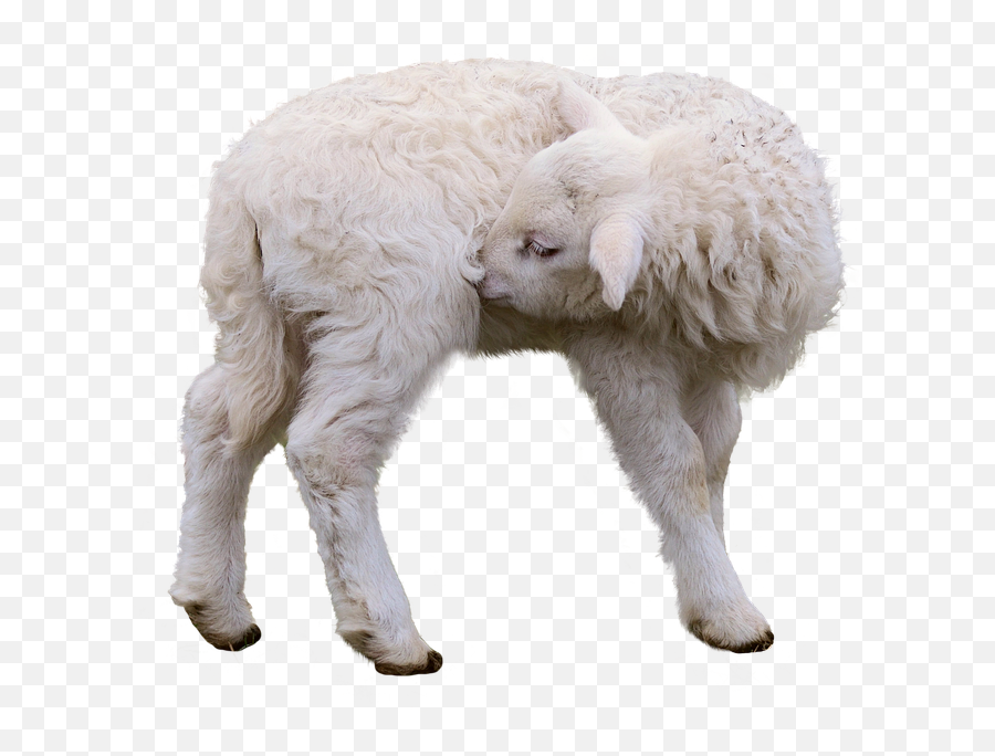 Sheep Lamb Isolated - Sheep Png,Lamb Png