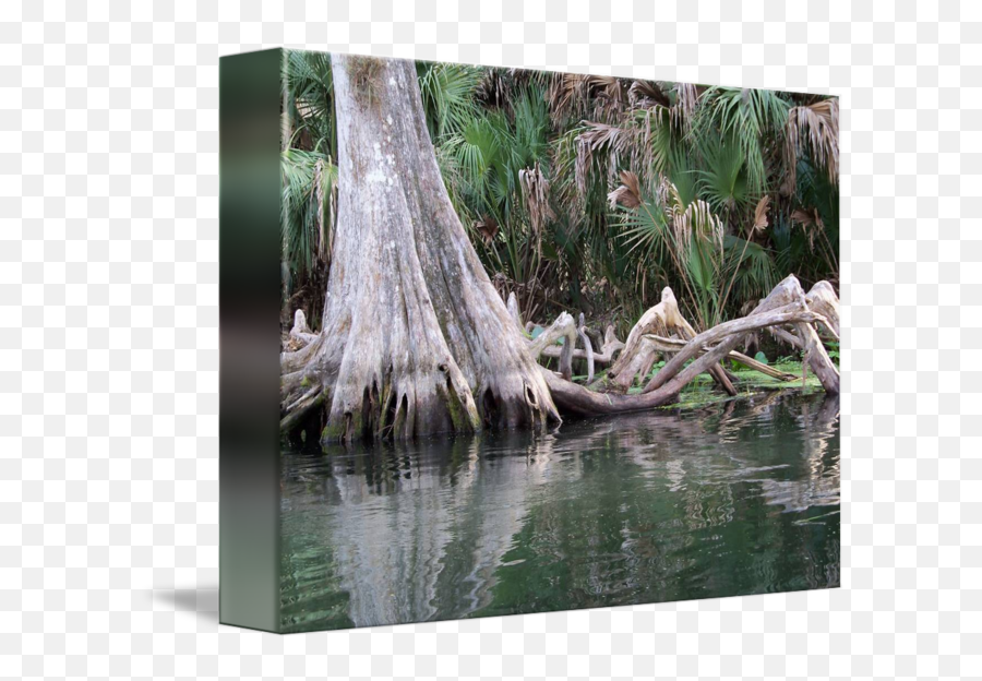 Cypress Tree Knees Reflected In The River By Norma Stamp Png