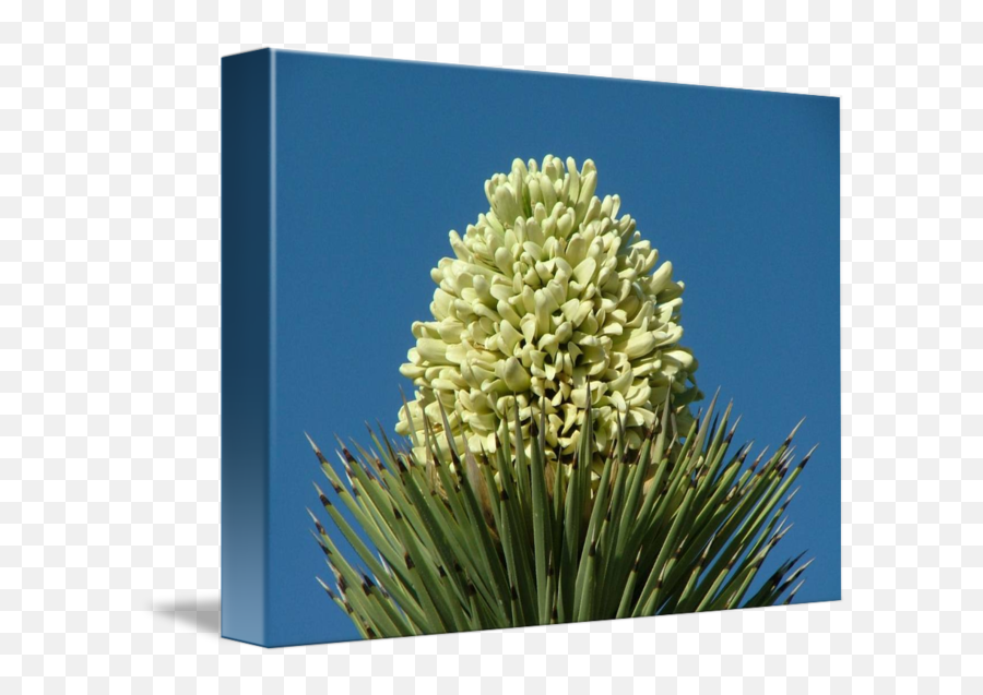 Yucca Brevifolia Infl 23mar08 517p - Foxtail Lily Png,Yucca Png